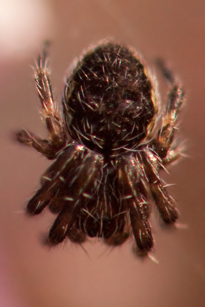 Giovane Araneidae